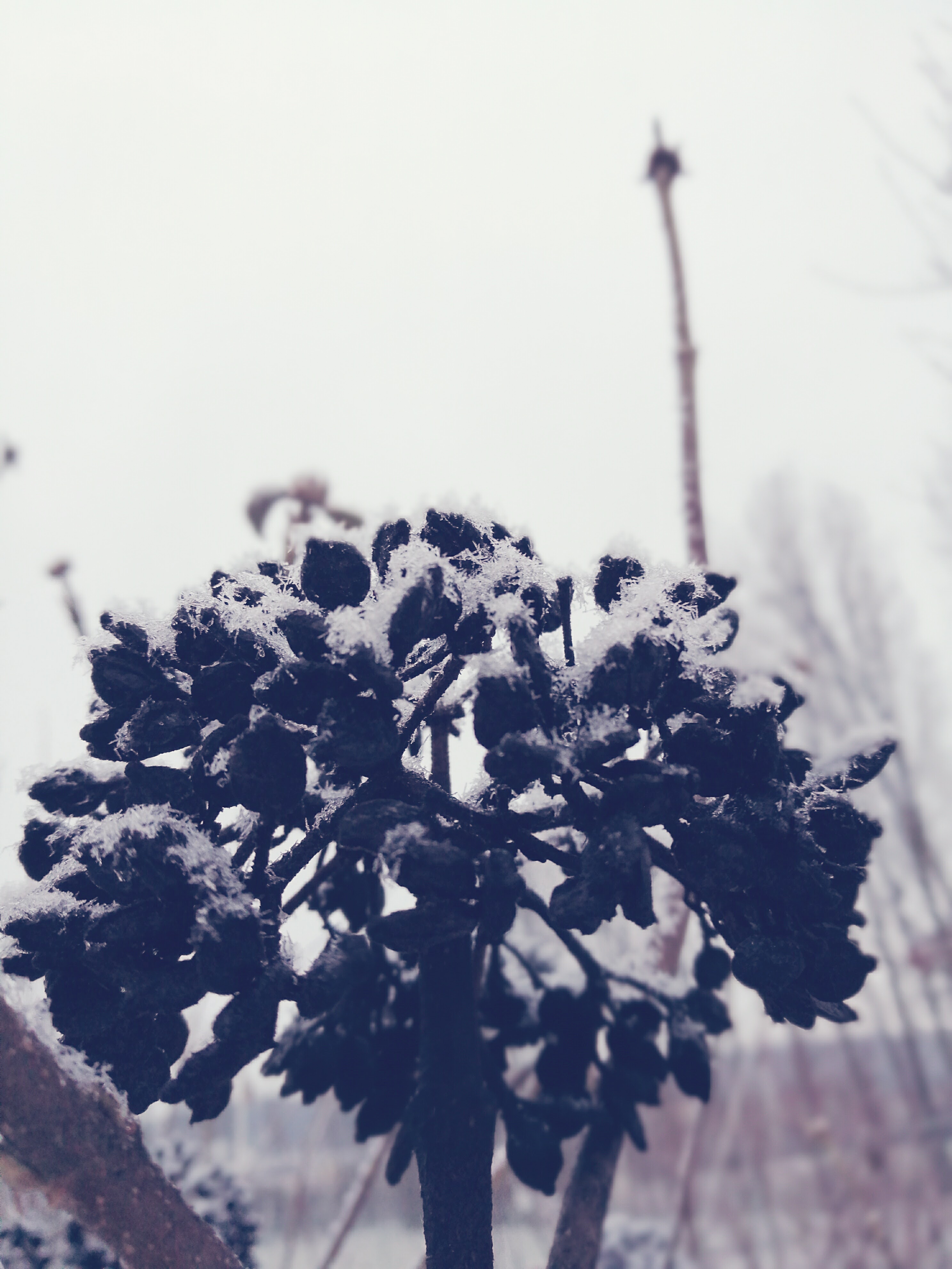 Winter Blumen Lieblingsmanufaktur